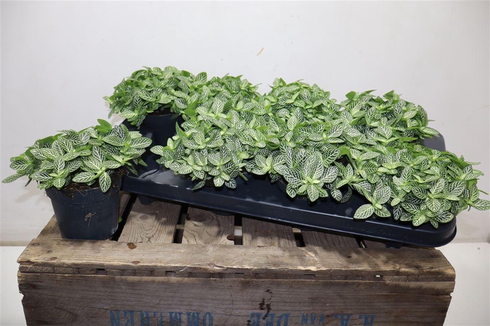 <h4>Fitt Verschaffeltii</h4>