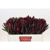 Leucadendron Saf Sunset Dark R.