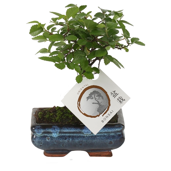 <h4>Bonsai Mix pot ø12cm in ø12cm Ceramic</h4>