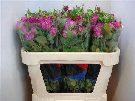 <h4>R Tr Purple Queen</h4>