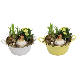 0624 ZINK MIX GEEL/WIT TETE