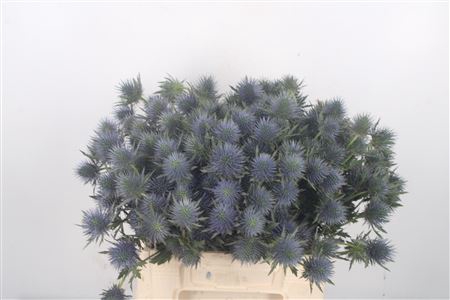 <h4>Eryngium Magnetar Qstar</h4>