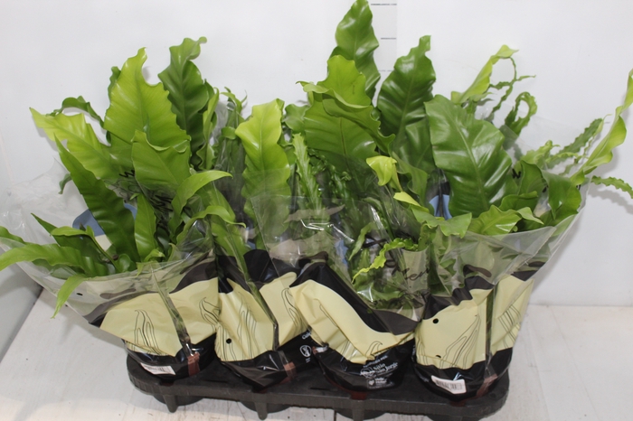 <h4>ASPLENIUM VARIADO P14</h4>