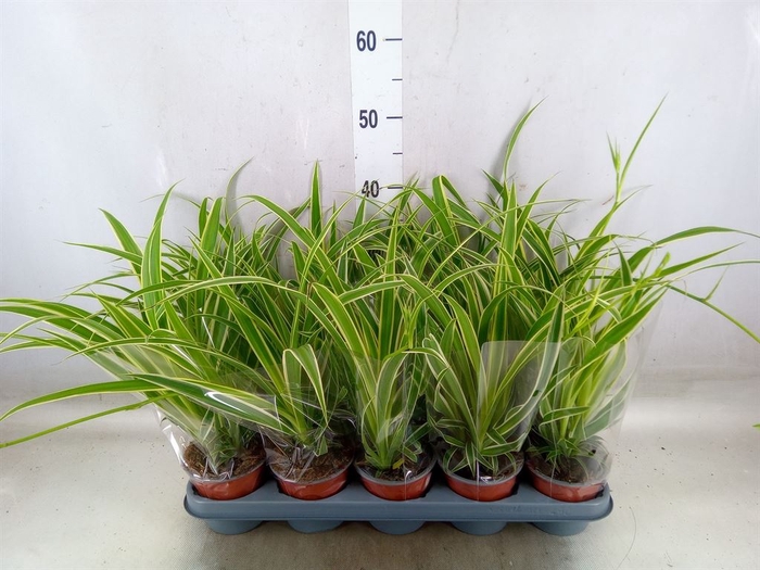 <h4>Chlorophytum com. 'Vittatum'</h4>