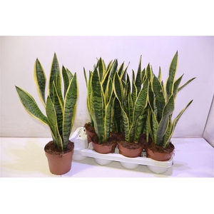 arr8 Sansev Laurentii