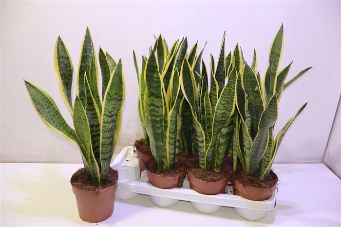 <h4>arr8 Sansev Laurentii</h4>