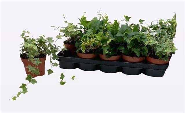 <h4>Hedera helix gemengd</h4>