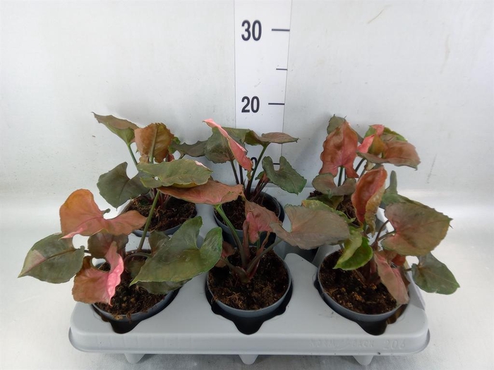 <h4>Syngonium   ...</h4>