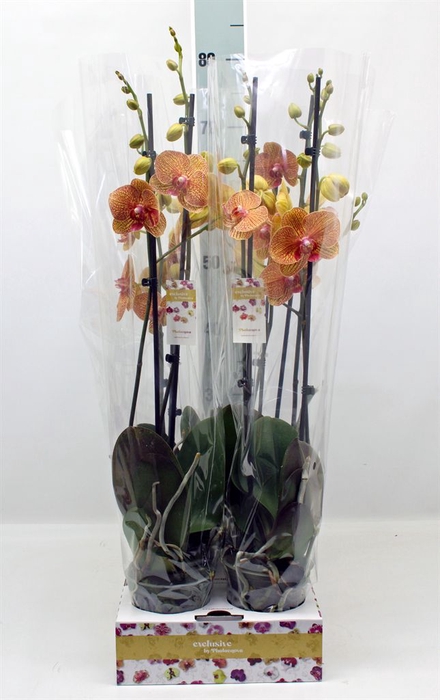 <h4>Phalaenopsis   ...</h4>