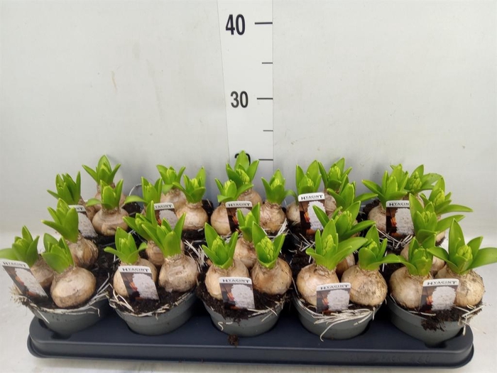 <h4>Hyacinthus orie. 'Pearl White'</h4>