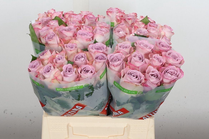 <h4>Rosa GR 'Memory Lane'</h4>