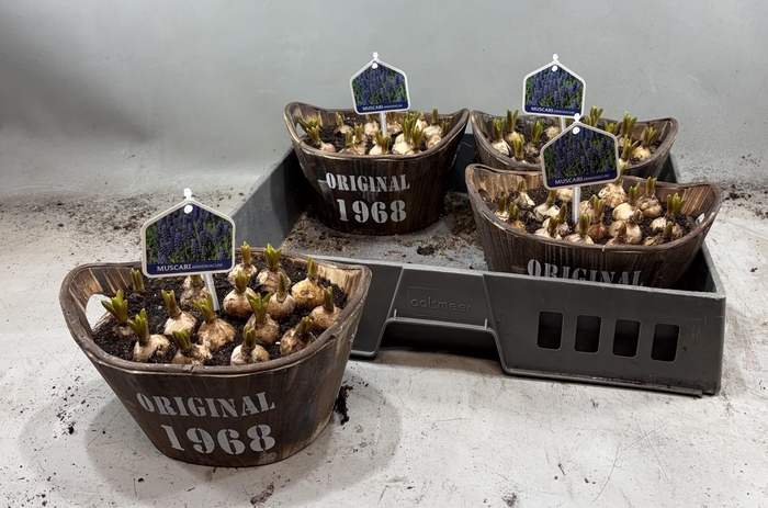 arr8 Arr Muscari In Houten Hengsel Bakje