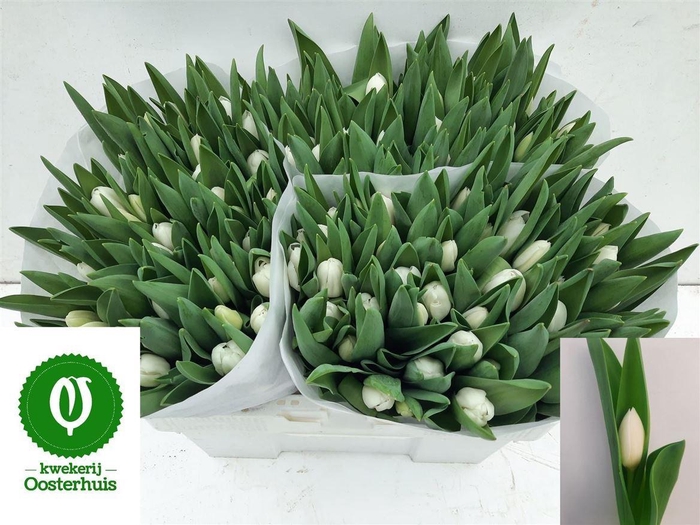 <h4>Tu En Royal Virgin</h4>