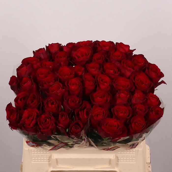 <h4>R GR MADAM RED</h4>