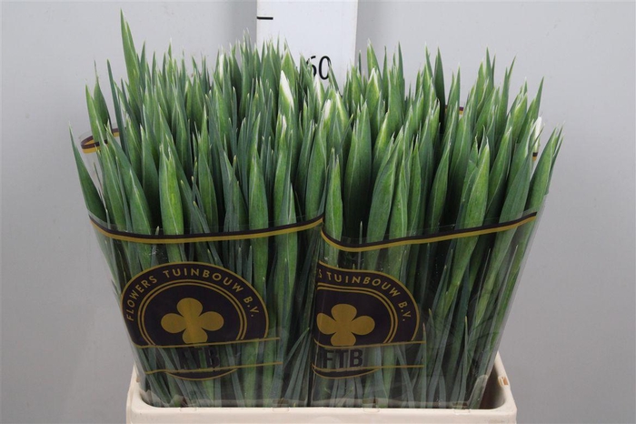 <h4>Iris Casablanca</h4>