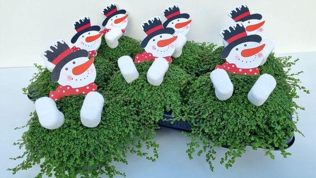 <h4>Solei Sol Groen</h4>