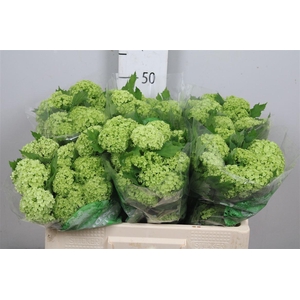 Viburnum Roseum St 4+