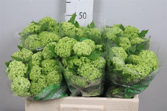 <h4>Viburnum Roseum St 4+</h4>