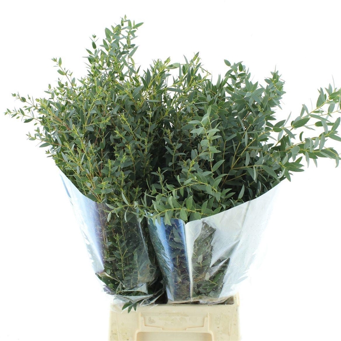 <h4>EUC PARVIFOLIA P BS</h4>