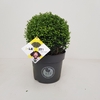 Ilex crenata Dark Green