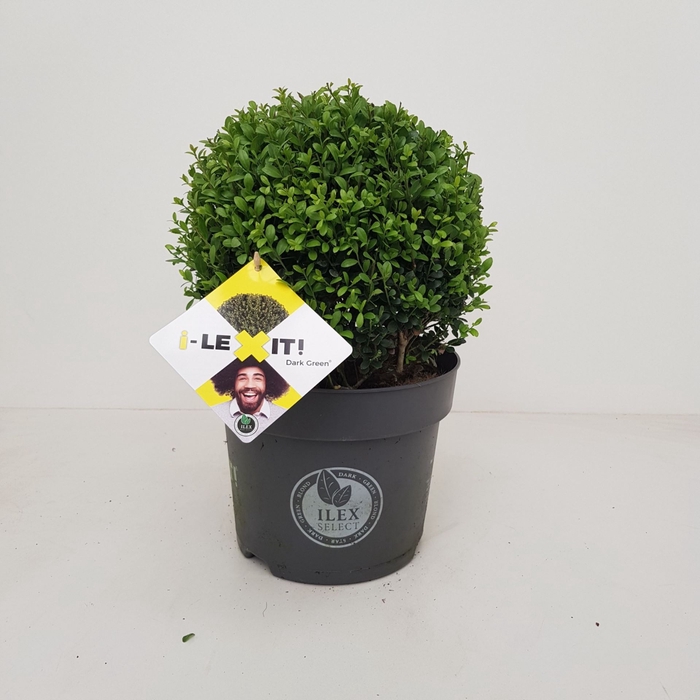 Ilex crenata Dark Green