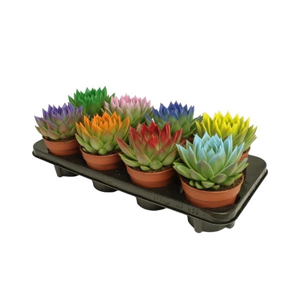 <h4>Echeveria coloured festival mix</h4>