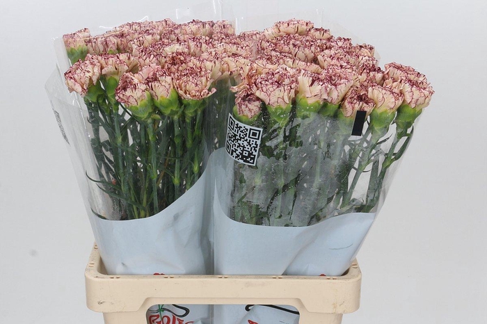 <h4>Dianthus St Viper</h4>