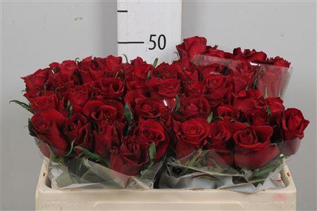 <h4>R Gr Ever Red</h4>