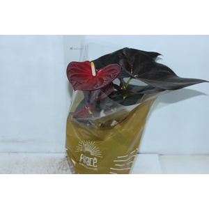ANTHURIUM DELICATA P17