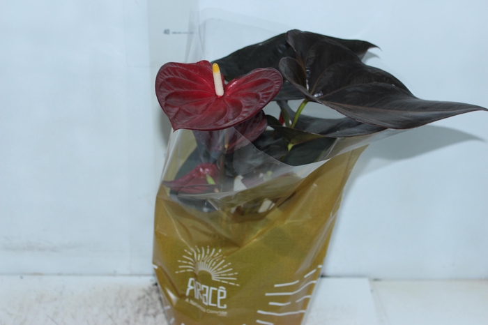 <h4>ANTHURIUM DELICATA P17</h4>