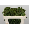 Kaaps Groen Albigreen