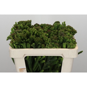 Kaaps Groen Albigreen
