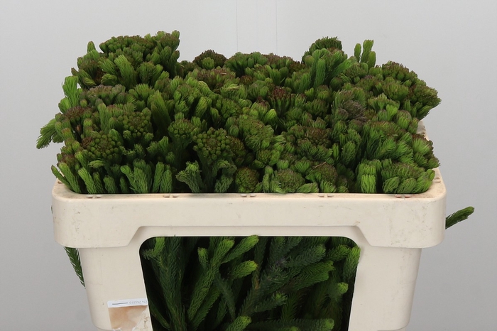 Kaaps Groen Albigreen