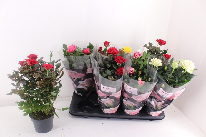 <h4>RO PATHIT GEM 5 SRT</h4>