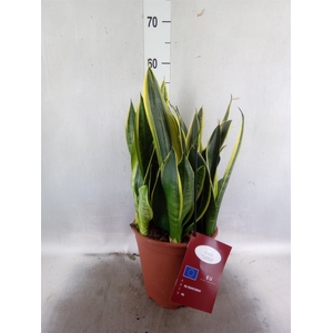 Sansevieria  'Star Canary'