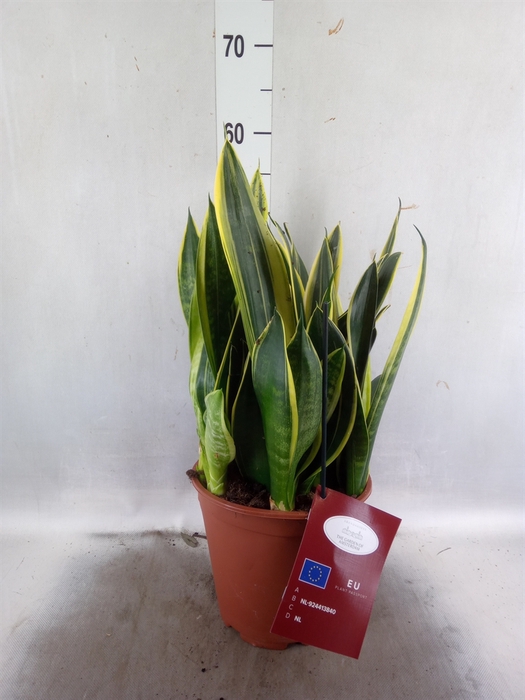 <h4>Sansevieria  'Star Canary'</h4>