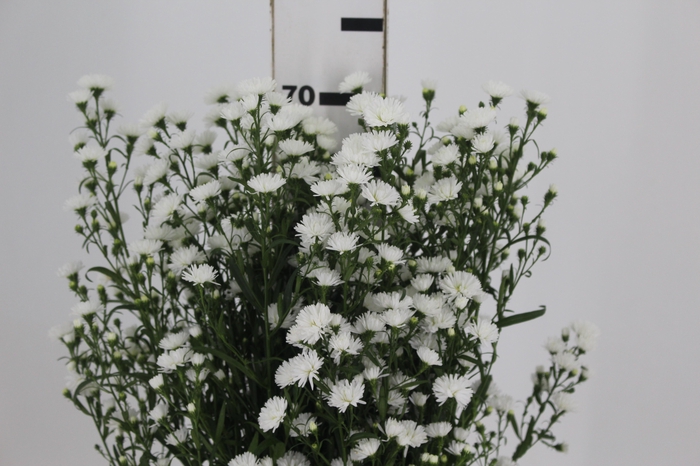 <h4>ASTER MARIANA MAÇO</h4>