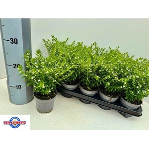 CUPH HYSSOPIFOLIA