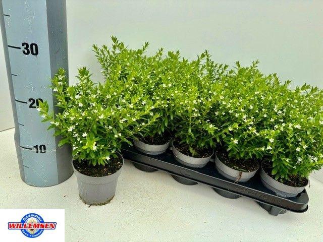 <h4>CUPH HYSSOPIFOLIA</h4>