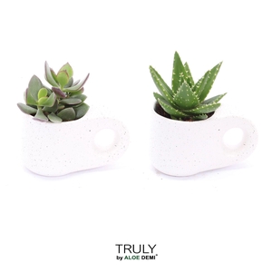 TRULY succulent, Penguin pot White