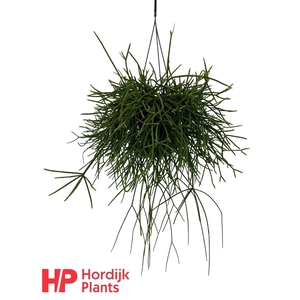 Rhipsalis pulchra 15cm
