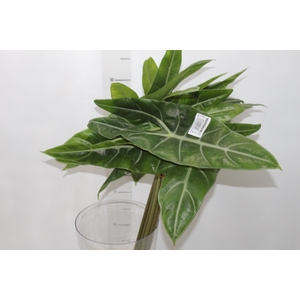 FOLHAGEM ALOCASIA LONGILOBA 050 CM