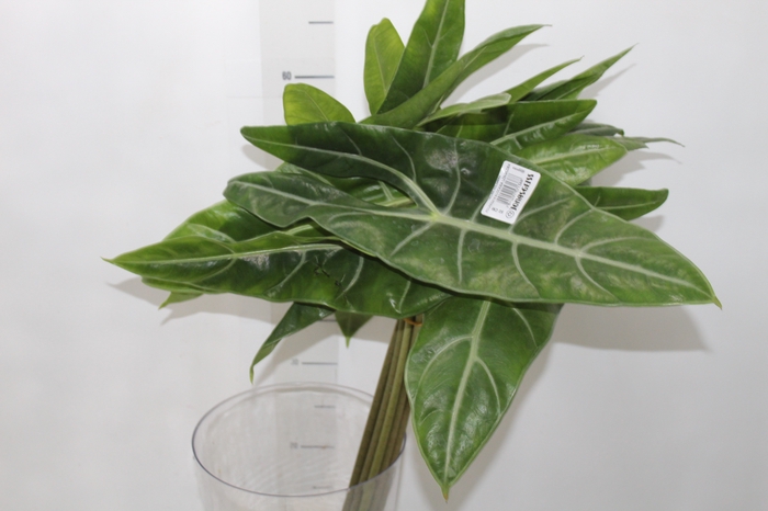 <h4>FOLHAGEM ALOCASIA LONGILOBA 050 CM</h4>