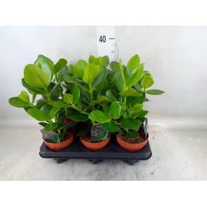 Clusia rosea 'Princess'