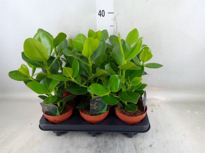 <h4>Clusia rosea 'Princess'</h4>