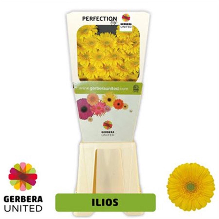 <h4>Ge. Mi Ilios</h4>