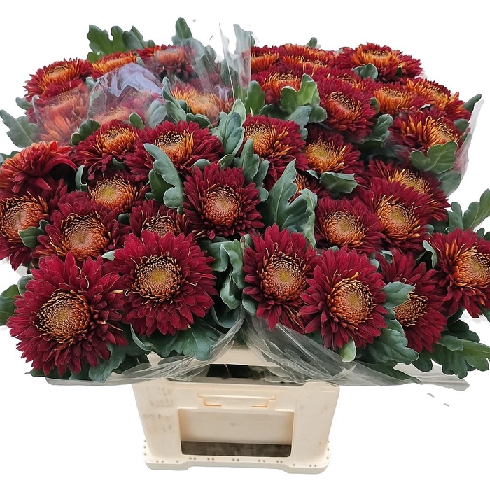 <h4>CHR G LAIKA RED</h4>