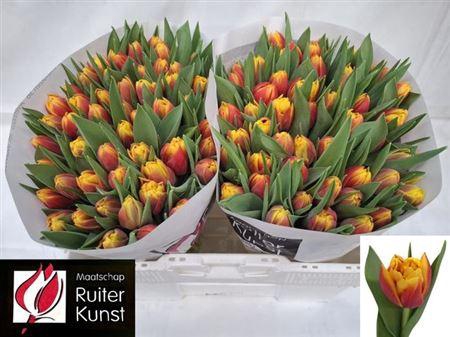 <h4>Tu Du Cilesta</h4>