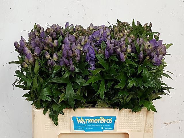 <h4>ACONI CAR ARENDSII</h4>