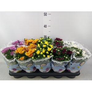 Chrysanthemum   ..rosebud mix